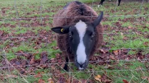 Yes it’s her…… Stuck again…. Bleating how she can’t get out….. sigh….