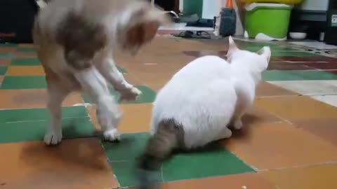 GREAT BATTLE BETWEEN TWO CATS 2