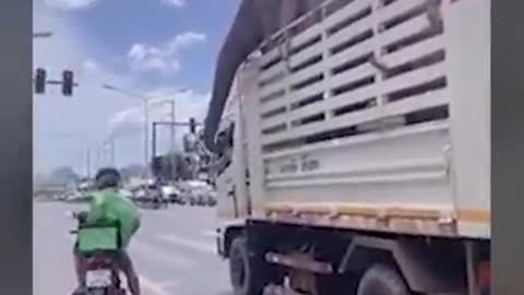 Shipper feed a hungry elephant on the road