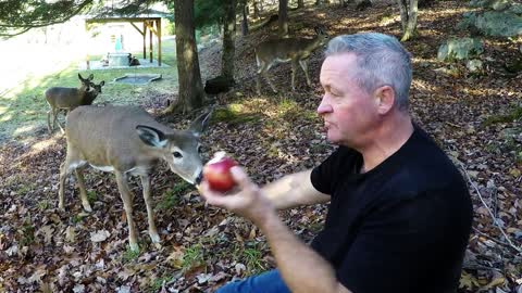 Confiado ciervo come manzana de la mano de un humano