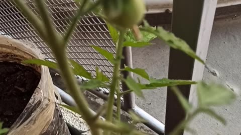 Tomatoes in a pot