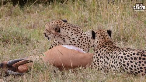 Safari Highlights #709: Lalashe Maasai Mara | Latest Wildlife Sightings, 23 August 2022