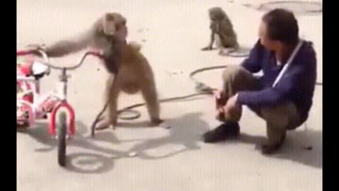 funniest monkey