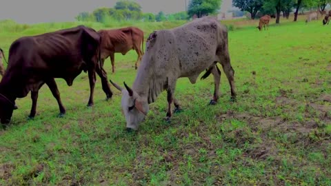 Village Life | Animal Cow