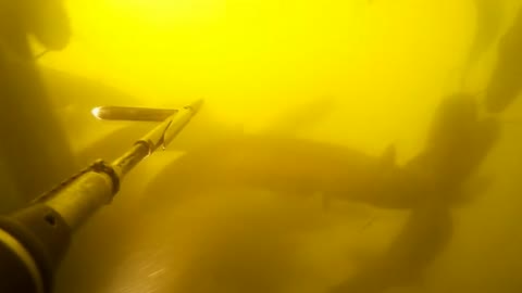 Spearfishing a lot of catfish, the Dnieper region of Chernobyl.