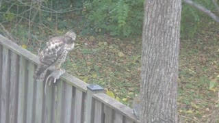 Hawk holding Rat with Squirrel