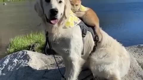 cat & dog