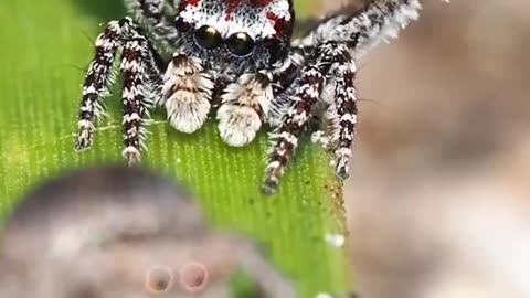 Peacock spiders 😍🤔😱