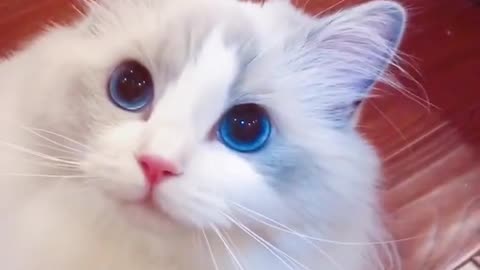 Cute cat