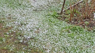 Snow in sweden in May ਮਈ ਦੇ ਮਹੀਨੇ ਚ ਬਰਫ