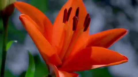 Beautiful Flower / Nature Whatsapp Status Video 💕💕 5,678,175 viewsSep 4, 2017 31K 953 SHARE SAVE