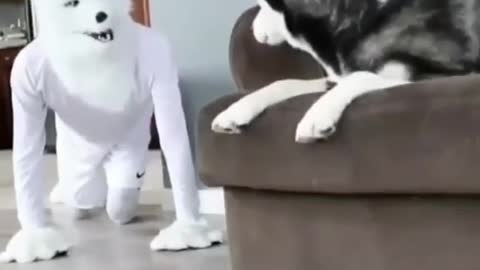 Funny moment with Husky dog | Husky dog funny videos