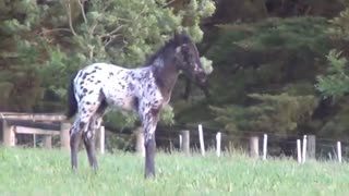 Friesian horse : Stunning Friesian Knabstrupper Colt .. FriesianHorse.com.au
