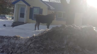 Moose downtown Sandpoint