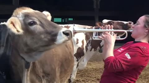 Massachusetts Dairy Farmer Plays Trumpet for her Cows