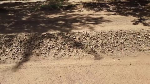 How Modern Agriculture Machine Harvest Tons of Nuts - Pistachio,Almond,Pecan Harvest and Processing