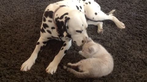 Dalmatian and kitten share incredible bond