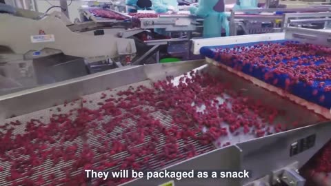 Red Raspberry Harvesting and Processing - Red Raspberry Cultivation Technology - Raspberry Factory