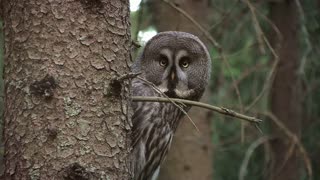 Whoo Knew? 7 Unusual Owl Facts