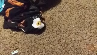 Kitten going crazy