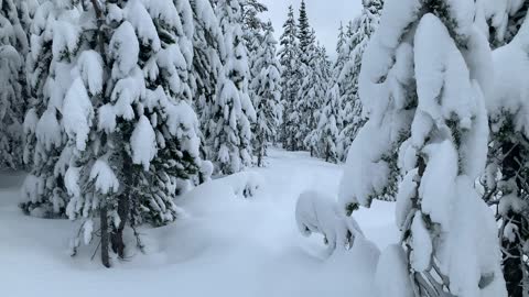 Snow Blanketed – Central Oregon – Vista Butte Sno-Park – 4K