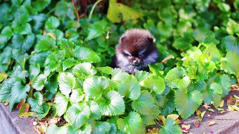 Precious Black-tipped Pomeranian Dog