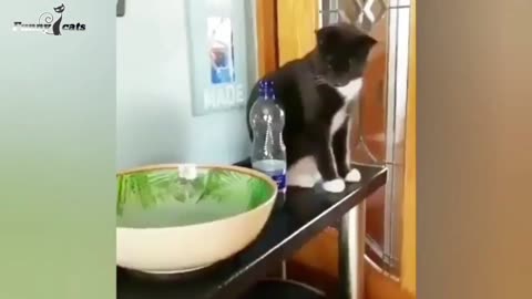 Funny cat's and animals lol moments😂🎉😂