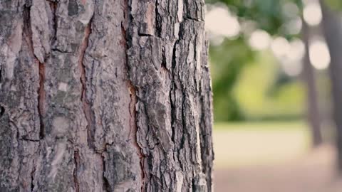 Tree Trunk With a Blurred Background