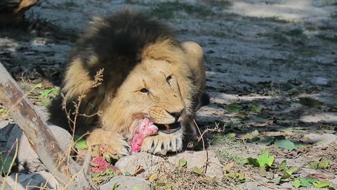 The alone lion enjoying meal with small piece of meat.