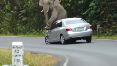 elephant distroying cars in the roads