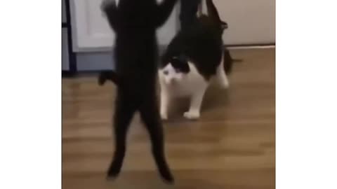 Epic Cat Wrestling Showdown: Feline Fury Unleashed