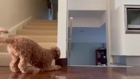 Clever Toy Poodle Jump-Scares Owner Every Time