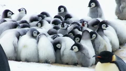Cute Penguin Chick is embarrassingly big for his pouch - Kate Winslet