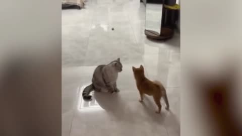 Runing Cat
