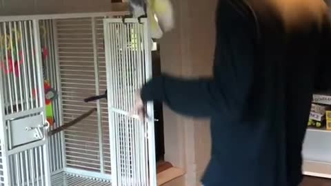 COCKATOO THE PROFESIONAL DANCER.mp4