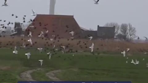 A literal bird eye’s view 👁🔶👁 The RobotFalcon is a flying robot