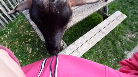 Playful Goat Discovers the Magic of Zippers