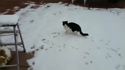 Cats Enjoy Playing In The Snow