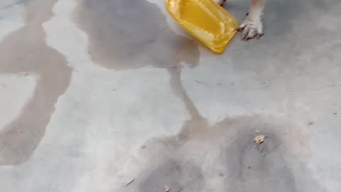 La perra jugando con su plato
