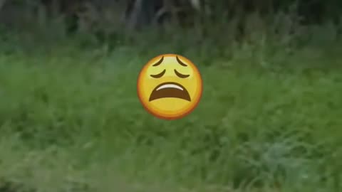 #shorts #funnytiktok #funnyvideos #funnyvideo #funny #funnyshorts