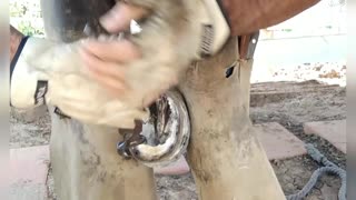 Horse hoof trimming