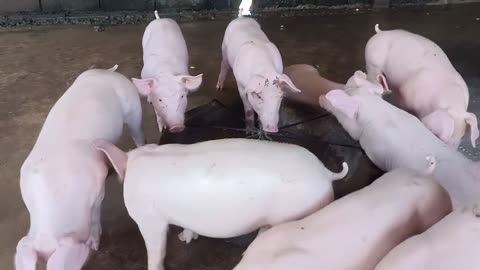 Pig Farming For Beginner | Pig Videos #pig
