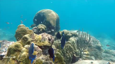 Turtle activities in the deep ocean