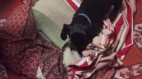 Dachshund Tucks Himself into Bed