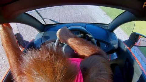 Animalia's Orangutan Rambo loves her electric car