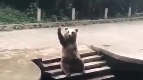 A funny bear asks visitors to the park to throw food