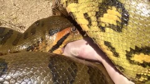 Anaconda snake eating small pig this video only entertainment