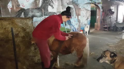 Grooming my horse