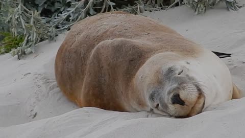 unique relaxing animal