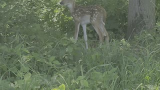 Baby deer